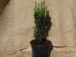 Taxus baccata Lakatos k2